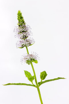 mint with flowers