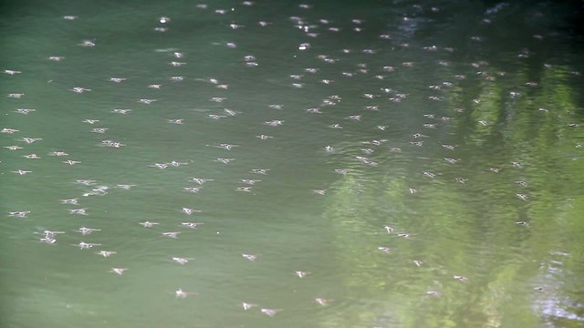 Wasserl&auml;ufer auf der Wasseroberfl&auml;che