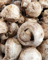 Mushrooms