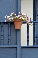 Balkonblume- La Palma