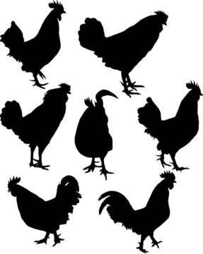 seven  rooster silhouettes isolated on white