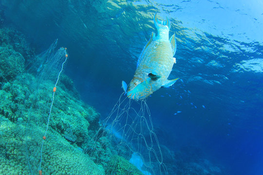Environmental problem -fish killed by fisherman's gill net