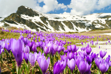 Crocuses spring flowers in mountains, Bulgaria