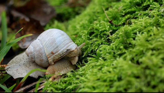 Snail crawling on the forest moss