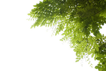 Obraz premium green leaf isolated on white background