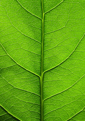 Big green leaf of a plant