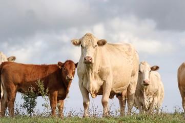 Fototapeta premium vaches
