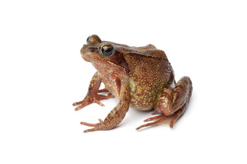 Common brown frog en profile