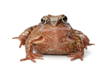 Common brown frog