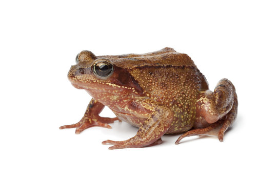 Common brown frog en profile