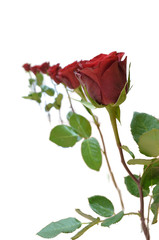 Obraz premium Six red roses