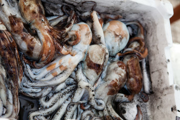 Fresh Octopus at a food market