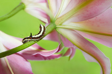 Caterpillar
