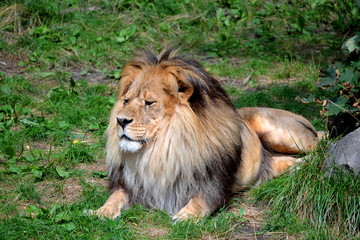 Naklejka premium Laying Lion