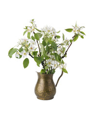Spring flowering branches of pear in vase