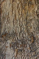 Bark of the tree