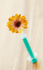 Ringelblume auf eine Spritze aufgespießt, Calendula
