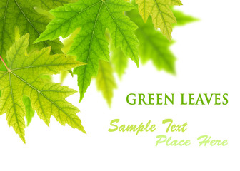 Fototapeta premium green maple leaves