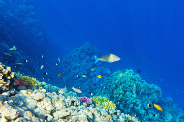 Fototapeta na wymiar Koral i ryby w Czerwonej Sea.Egypt