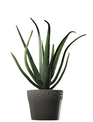 Aloe plant - pianta Aloe