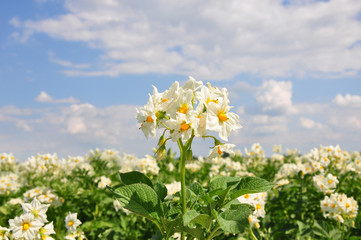 Kartoffel-Blüte