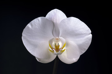 Smooth and delicate orchid flower on black bacground
