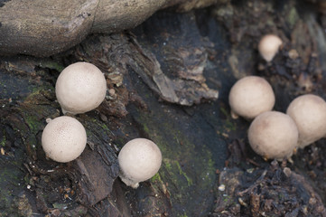 Mushrooms on an old stump