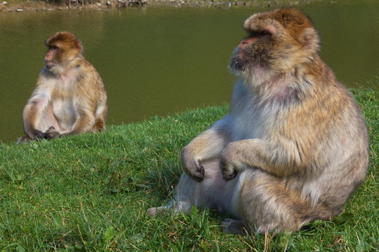Berberaffe