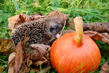 Igel und Kürbis im Garten im Herbst