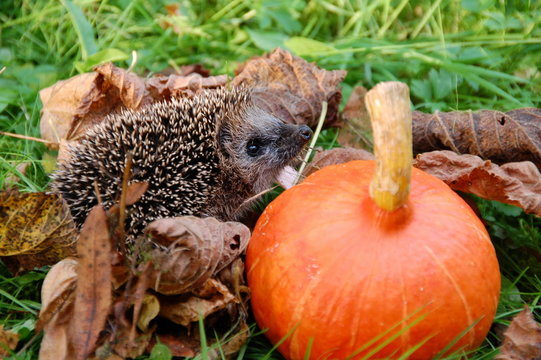 Igel und K&uuml;rbis im Garten im Herbst