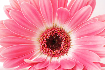 beautiful pink gerbera close up.