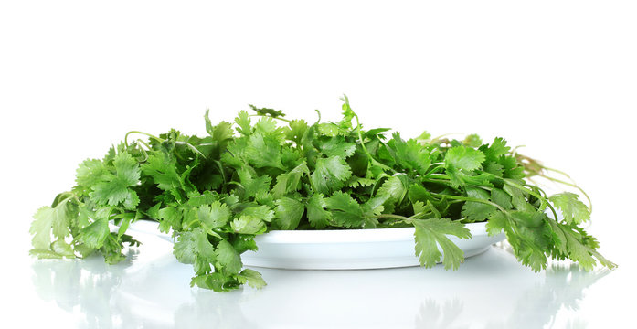 Coriander in a white plate isolated on white