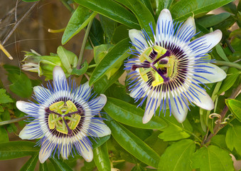 Blue Passion Flower