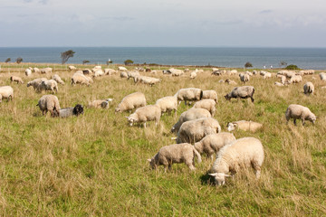 Schafherde auf Sylt, Im Hintergrund die Nordsee