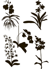 Orchids Silhouette