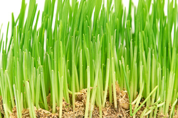 Fototapeta na wymiar Zielona trawa pokazując korzenie