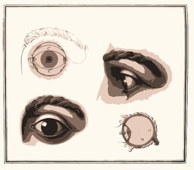 Planche anatomique d'un oeil