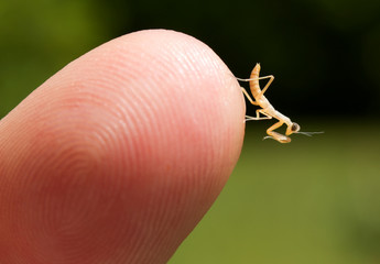 Newborn praying mantis nymph at the tip of a finger.