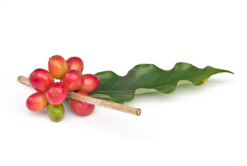 Ripe coffee beans .