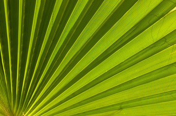 Palm leaves is texture