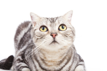 Obraz premium cat looking up on the white background