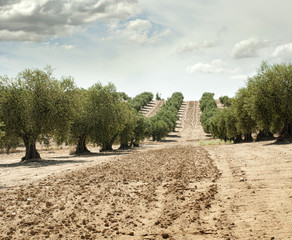Olive trees