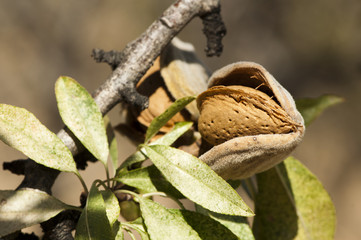 Nearly ripe almonds