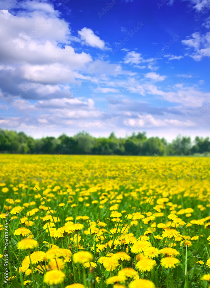 Wall mural summer landscape with dandelions meadow