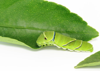 アゲハ蝶の幼虫