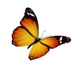 Orange yellow butterfly flying, isolated on white background