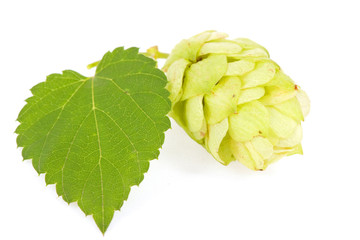 Hops isolated