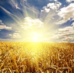 Naklejka premium field