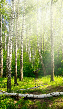 birch grove in the rays of light