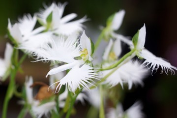 さぎ草